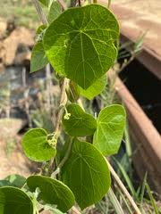 Image result for Stephania abyssinica