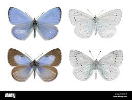 Image result for Celastrina argiolus
