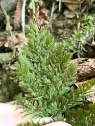 Image result for Abrodictyum rigidum