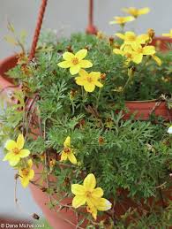 Image result for foto Dvouzubec