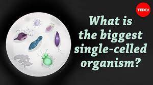 An organism is a single individual, or being. What Is The Biggest Single Celled Organism Murry Gans Youtube