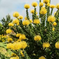Image result for Leucospermum