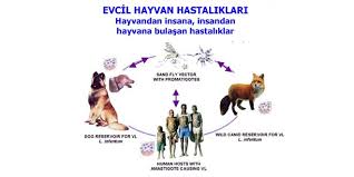 Panel Evcil Hayvan Hastaliklari Hayvandan Insana Insandan Hayvana Bulasan Hastaliklar Adana Tabip Odasi