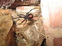 Explore the world of marvel heroes reborn with writer jason aaron in this episode of marvel live, presented. Wikijunior Bugs Black Widow Wikibooks Open Books For An Open World