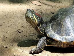 Definitions by the largest idiom dictionary. Turtle Head Haughty Urban Bamboo Flickr