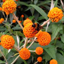 A Large Semi Evergreen Native To Argentina And Chile The Leaves Are Dark Green And Wrinkled With A Woolly White Colourat Orange Plant Garden Express Plants
