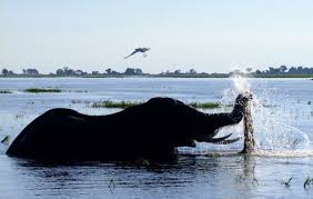 Even if that beauty is a complete illusion. Save The Date For Gstc2018 December 7 10 Kasane Botswana Global Sustainable Tourism Council Gstc