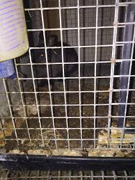 We did not find results for: Animals Frozen Alive Crudely Gassed At Petco Petsmart Supplier