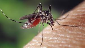 Wie verhindert man mücken im schlafzimmer bzw. Mucke Im Zimmer Wie Sie Moskitos Schnell Und Einfach Loswerden Focus De