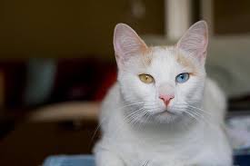 Andean mountain cat has been listed as endangered on the iucn red list. Anatolian Cat Turkish Shorthair At The Great Cat