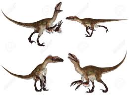 Artist's impression of utahraptor (julius costnvy). Illustration Von Einem Rudel Von Vier 4 Utahraptor Mit Verschiedenen Posen Auf Einem Weissen Hintergrund Lizenzfreie Fotos Bilder Und Stock Fotografie Image 14105517