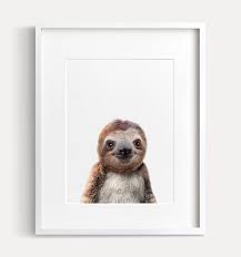 Jenny S Baby Animal Prints Baby Animal Prints Baby Animals Baby Sloth