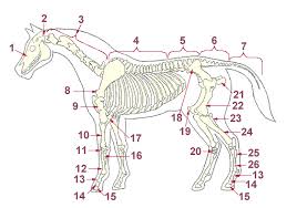 When examining horses for conformation, either when considering a purchase or competing in horse judging contests, it is important to break things down into key principles to avoid becoming overwhelmed when putting the overall picture together. Equine Anatomy
