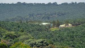 Image result for Casearia runssorica