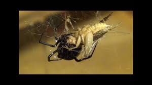 Black widow eat sun scorpions which eat locuts and grasshoppers. Black Widow Eats Cricket Hd Youtube