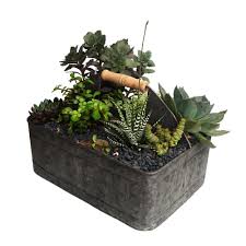 Potted Outdoor Plants For Delivery Containers Roger S Gardens In 2020 Plants Outdoor Plants Rogers Gardens