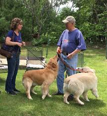 Maine Golden Retriever Club