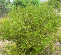 Image result for Oldfieldia