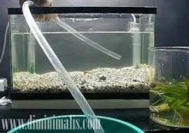 Bentuk ikan discus pipih jika di lihat. 5 Tips Merawat Akuarium Air Laut Di Rumah Minimalis Anda