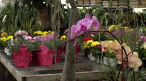 8:00am to 7:00pm keeping our. Valentine S Day Is Around The Corner Order Local Flowers This Y