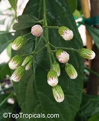 Image result for Vernonella