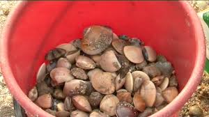 Mata pun dah x tahanhari ni mak cik masak siput retak seribu kata en suami. Siput Retak Seribu Terbitan Agrojurnal Youtube
