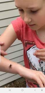 Spiders work in Horicon Marsh...