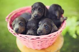 Located in the southeastern us with montgomery as the capital, we have many puppies for sale in alabama. Dachshund Puppies For Sale Alabama
