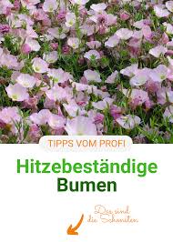 Pflanzenwahl Bei Trockenheit Und Hitze In 2020 Ziergarten Pflanzen Garten