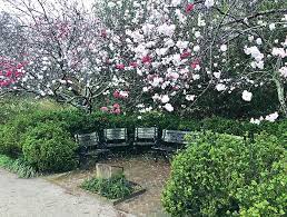 We did not find results for: The Story Behind The Peppermint Peach Trees That Beguile Park Goers Each Spring Charleston Sc Charleston Magazine