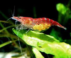 Red Cherry Shrimp Red Cherry Shrimp Freshwater Aquarium Shrimp Aquarium Fish