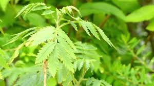 Image result for Melianthaceae