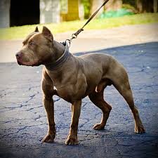 Pin On Xl Pitbull Bully