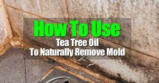 How To Use Tea Tree Oil To Naturally Remove Mold Mold Remover Tea Tree Oil Tea Tree