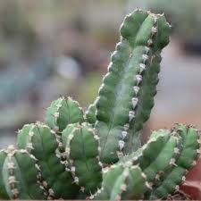 Image result for Orbea melanantha