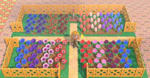Some islands naturally have mums from the beginning of the game. Animal Crossing Flower Breeding Guide How To Get Hybrid Flowers Acnh Gamewith