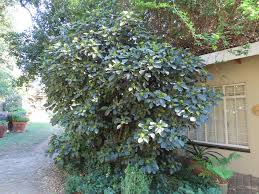 Image result for Psychotria succulenta