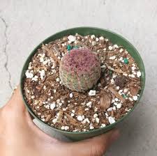 I'll briefly describe how i propagated my plant, and then talk about the care of fishbone cactus. Rainbow Hedgehog Cactus Echinocereus Rigidissimus Care Guide Succulents Box