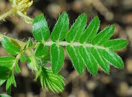 Image result for Tribulus terrestris