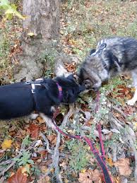 Our Cairn Of Rocks Was Gone Again But The Kids Found Something Someone Else Is Leaving Their Mark As Well Cairn Dogs Animals