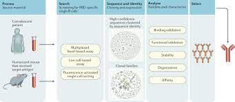 Apr 19, 2021 · today, the fda revoked the emergency use authorization that allowed for the investigational monoclonal antibody therapy bamlanivimab, when administered alone, to be used for the treatment of mild. Neutralizing Monoclonal Antibodies For Treatment Of Covid 19 Nature Reviews Immunology