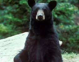Black Bear Ursus Americanus Animals A Z Animals