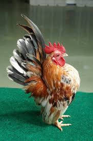 Pin Di Cluck