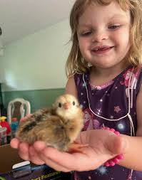 Hi! We're AAA Family Farm, located in Coventry at 2698 Boston Turnpike. We  hatch our own chickens and offer organic free-range eggs for $5 a dozen.  During the warmer months (spring, summer,