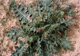 Image result for Carduus leptacanthus