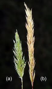 Image result for Anthoxanthum