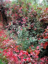 Image result for Volusia resupinata