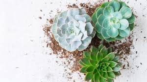 How often to water succulents in containers. When To Repot Succulents A Beginners Guide