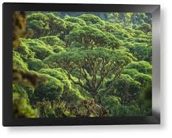 Image result for Nicolasia pedunculata