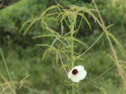 Image result for Searsia tenuinervis